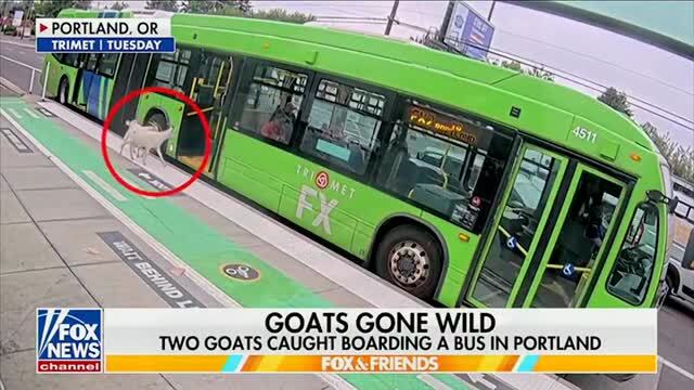 Two Goats Caught Boarding a Bus in Portland